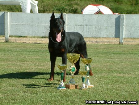Beauceron Hunde Foto 22431 in höherer Auflösung ansehen Beauceron Winner Belgische Clubschau 2005