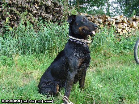 Beauceron Hunde Foto 20327 in höherer Auflösung ansehen Beauceron Saskia des grands filous18 Monate