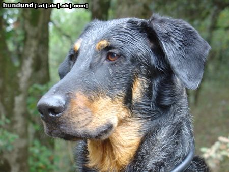 Beauceron Hunde Foto 16388 in höherer Auflösung ansehen Beauceron