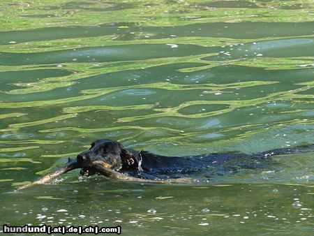 Beauceron Hunde Foto 22881 in höherer Auflösung ansehen Beauceron Saskia des Grands Filous 19 Monate, eine unbändige Wasserratte
