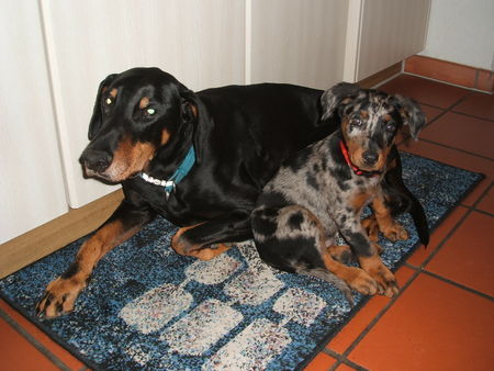 Beauceron Hunde Foto 36361 in höherer Auflösung ansehen Beauceron Aik und Mozart am 1. gemeinsamen Tag