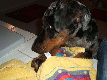 Beauceron Hunde Foto 36359 in höherer Auflösung ansehen Beauceron Aik 15 Wochen