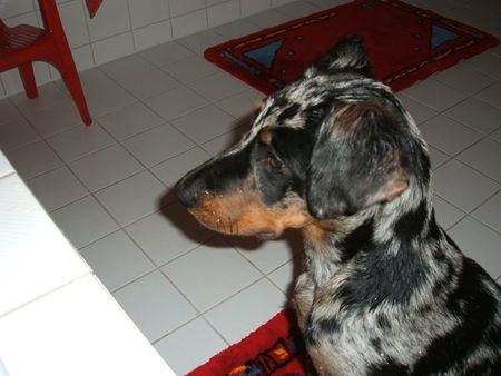 Beauceron Aik 