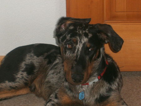 Beauceron Aik 6 Monate