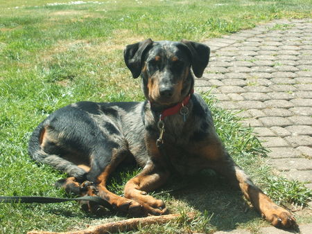 Beauceron Aik 7 Monate