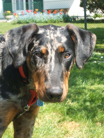 Beauceron Aik 7 Monate