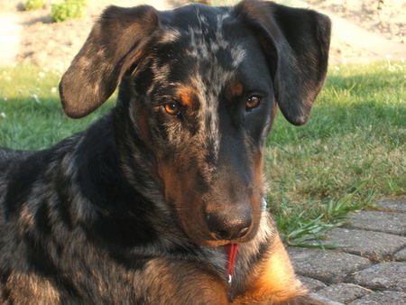 Beauceron Hunde Foto 38390 in höherer Auflösung ansehen Beauceron Aik 8 Monate alt