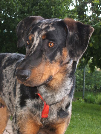 Beauceron Aik 9 Monate alt