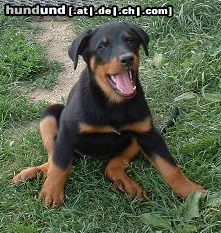 Beauceron Hunde Foto 4216 Beauceron Duchesse le Bijou noir de la Montagne