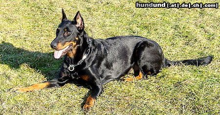 Beauceron Hunde Foto 3201 Beauceron Eysha von der Happy Horse Farm