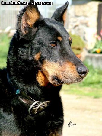 Beauceron Hunde Foto 21689 in höherer Auflösung ansehen Beauceron