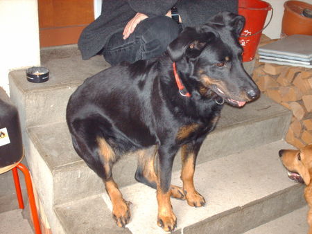 Beauceron Hunde Foto 41740 in höherer Auflösung ansehen Beauceron Sitz wörtlich genommen