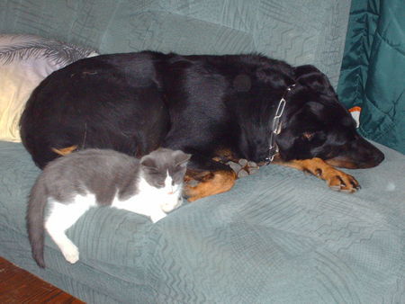 Beauceron Hunde Foto 43001 in höherer Auflösung ansehen Beauceron Wilde-Tamara