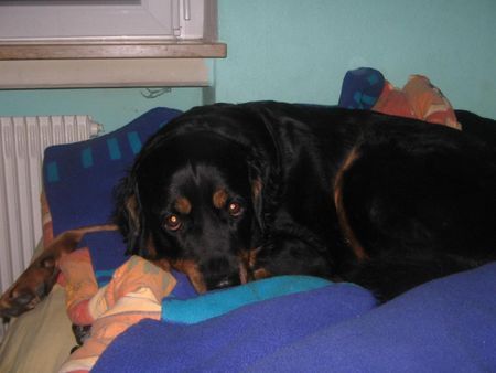 Beauceron Beauceron-Rottweiler-Mix.-Ausruhen ist angeagt!