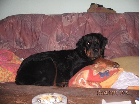 Beauceron Beauceron-Rottweiler-Mix. 