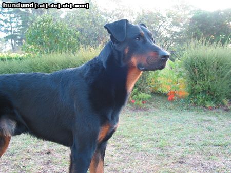 Beauceron Hunde Foto 10867 Beauceron Clochard aus dem Düppel, genannt Whitey, da er einen kleinen weißen Brustfleck hat!