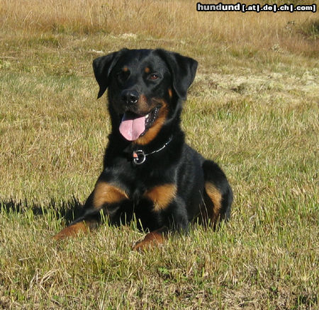 Beauceron Hunde Foto 26001 in höherer Auflösung ansehen Beauceron „Zorro“ Hunter von der Widenau