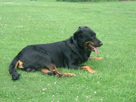 Beauceron Hunde Foto 28959 Beauceron Brevis de la Cascade mugissante
