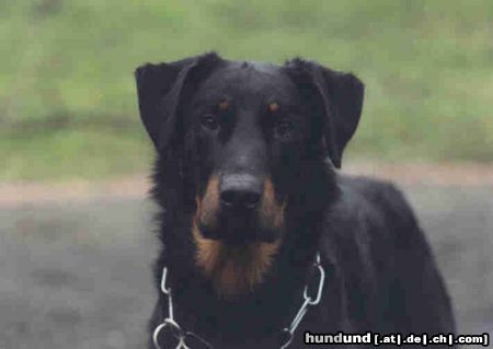 Beauceron Hunde Foto 9836 Beauceron Aaron aus dem Düppel