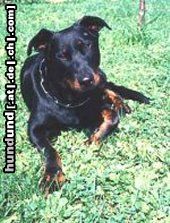 Beauceron Hunde Foto 4217 Beauceron Lunett de la Plaine du tilleul