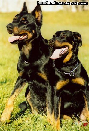 Beauceron Hunde Foto 3475 Beauceron