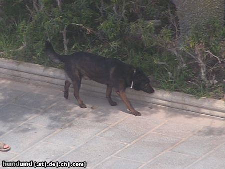 Beauceron Hunde Foto 23103 in höherer Auflösung ansehen Beauceron in Spanien (Marbella)