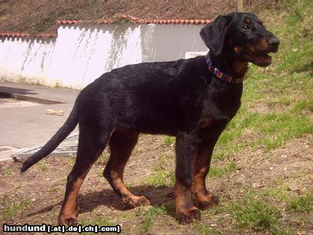 Beauceron Hunde Foto 14458 Beauceron Espoir le Bijou noir de la Montagne