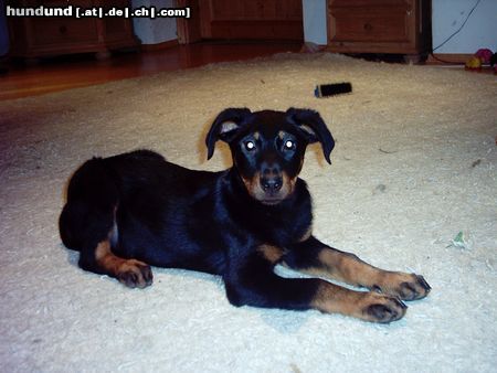 Beauceron Hunde Foto 9951 Beauceron estrelle le bijounoir de la montagne