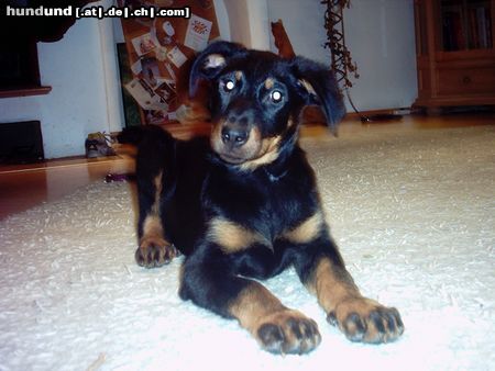 Beauceron Hunde Foto 9950 Beauceron estrelle le bijounoir de la montagne