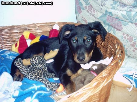 Beauceron Hunde Foto 9948 Beauceron Estrell le Bijou noir de la Montagne