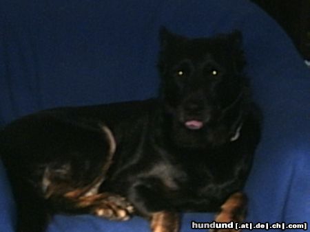 Beauceron Hunde Foto 10836 Beauceron
