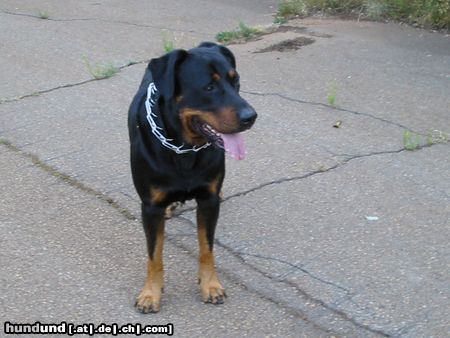 Beauceron Hunde Foto 4633 Beauceron arthy, geb.15-03-98