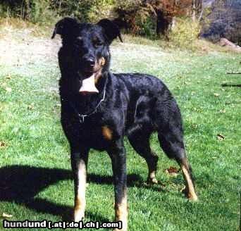 Beauceron Hunde Foto 3471 Beauceron Das ist