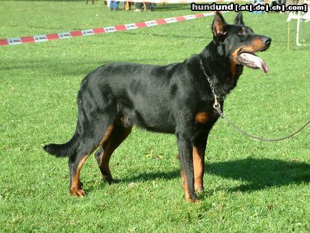 Beauceron Hunde Foto 15410 in höherer Auflösung ansehen Beauceron Parcival du Val du Tremblay
