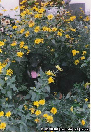 Beauceron Hunde Foto 11479 Beauceron In Gedanken immer bei mir!