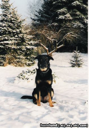 Beauceron Hunde Foto 11480 Beauceron In Gedanken immer bei mir!
