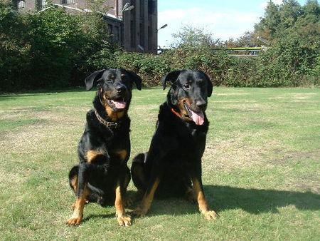 Beauceron Hunde Foto 28964 Beauceron Brevis und Syrun