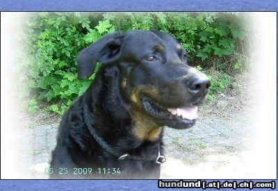 Beauceron Hunde Foto 44832 in höherer Auflösung ansehen Beauceron
