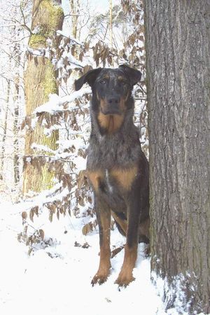 Beauceron Hunde Foto 2561 Beauceron Tatu Argentee