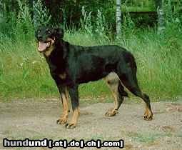 Beauceron Hunde Foto 17803 Beauceron INT&FIN&N CH Punasukan Hester has grandkids
