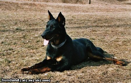 Beauceron Hunde Foto 3213 Beauceron Tyros de Lusan 8 Monate