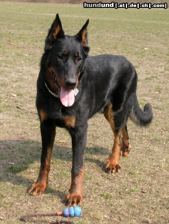 Beauceron Hunde Foto 3212 Beauceron Tyros de Lusan 8 Monate