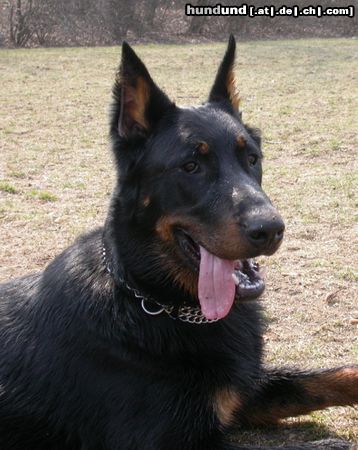 Beauceron Hunde Foto 3211 Beauceron Tyros de Lusan 8 Monate