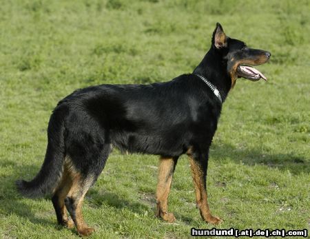 Beauceron Hunde Foto 4140 Beauceron tyros de lusan 10 Monate