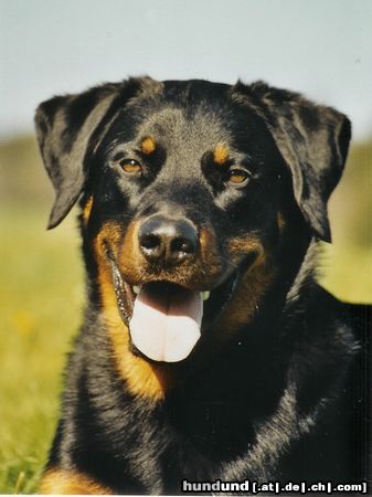 Beauceron Hunde Foto 22912 in höherer Auflösung ansehen Beauceron