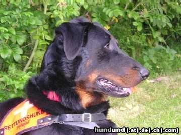 Beauceron Hunde Foto 9837 Beauceron Aias du Bois Tourbeux