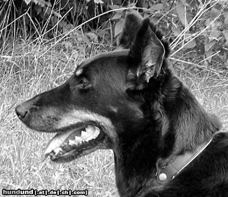 Beauceron Hunde Foto 19851 in höherer Auflösung ansehen Beauceron Aiga Sentiment, 10 Jahre