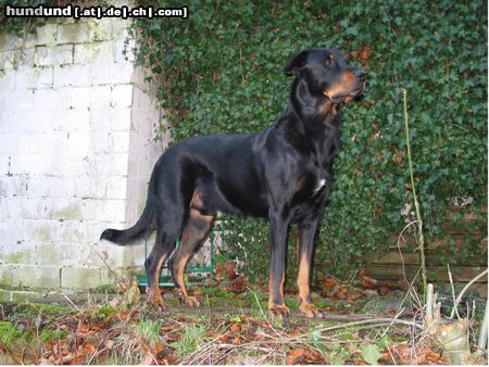 Beauceron Hunde Foto 10927 Beauceron 'Barrusch' Akim aus dem Düppel