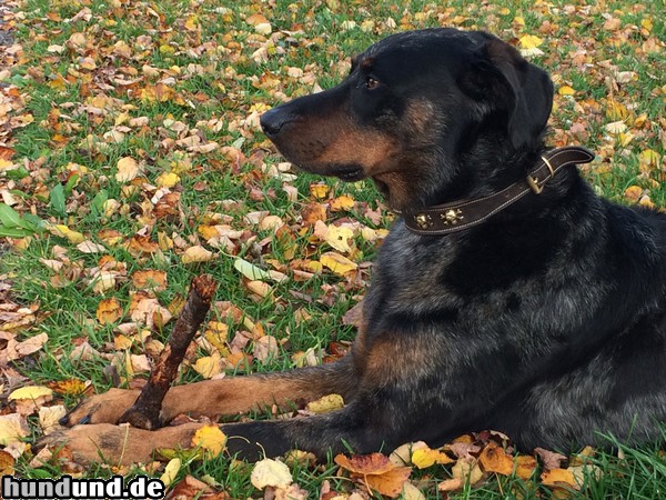 Beauceron Aik 9 Jahre