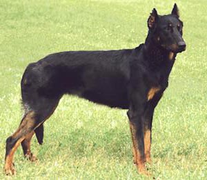 Beauceron Hunde Foto 76 Beauceron